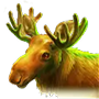 Elk